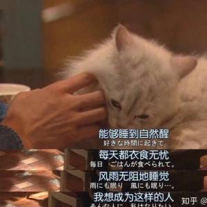 上司是个哭包怎么办